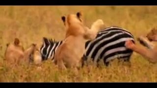 Самые опасные животные на планете Самые опасные животные на планете