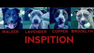 INSPITION - Inception Trailer Spoof (Lavender, Brooklyn, Copper, Walker)