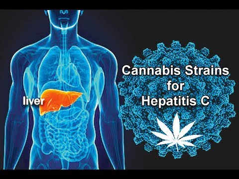 Video: Hepatitis C En Marihuana: Is Deze Behandeling Effectief?