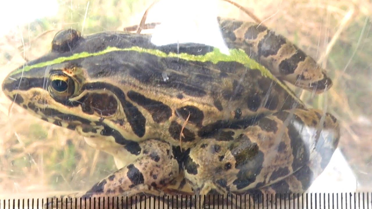 カエルlab.様 いきもの大図鑑アドバンス トノサマガエル｜ガシャポンオフィシャルサイト