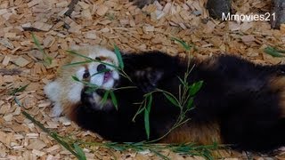 動物たちのクリスマス2012~Christmas at the Zoo