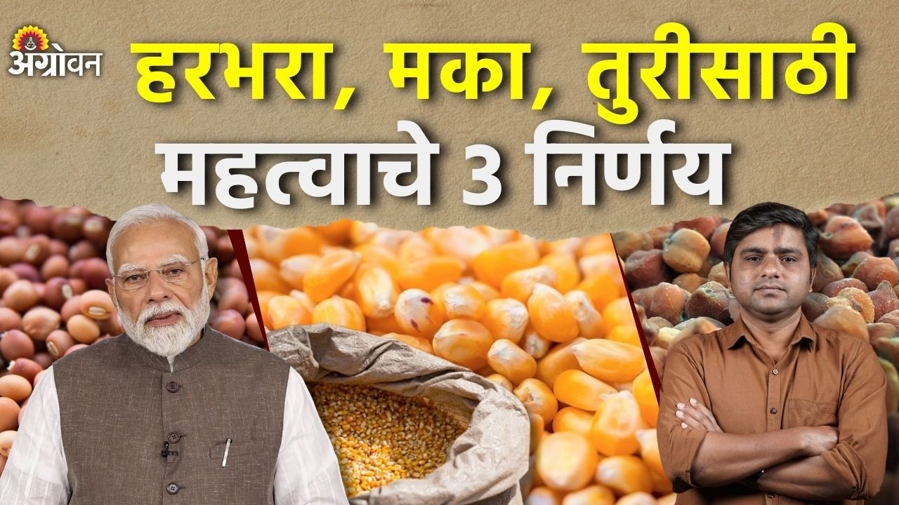 Chana,Tur, Maize Rate: बाजारभाव दबावात असल्याने अडचणीतील शेतकऱ्यांना दिलासा मिळेल का? | Agrowon