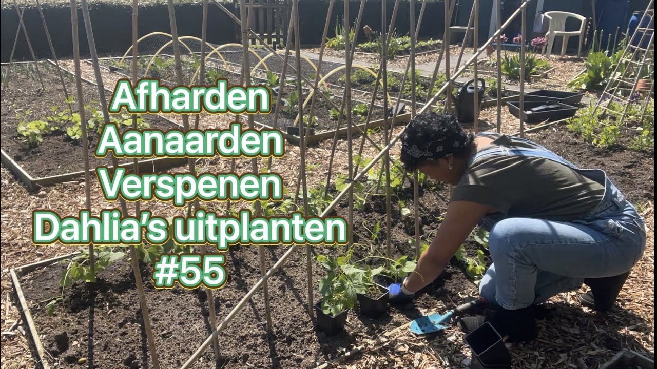 Mijn moestuin avontuur #55 afharden, aanvaarden, dahlia's uitplanten 22-05-23
