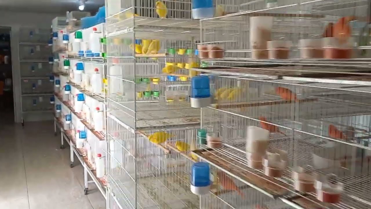 COMO ESTÁ O ANDAMENTO DO SISTEMA DE ESTEIRA DE PAPEL 