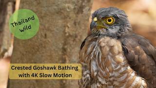 Crested Goshawk Bathing in a Forest Pool in Thailand