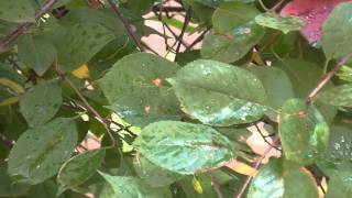 Мокрые листья, просвет в город [Видео футаж Full HD 1080p]