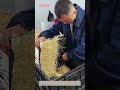 How to Harvest Bean Sprouts Fast! #shorts