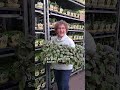 Kräuter noch &amp; nöcher nur für euch👩🏽‍🌾🌿🙌🏻 Kommt unbedingt vorbei♥️ #derblumenpeter