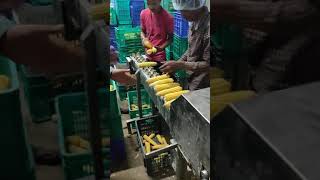 sweet corn  Cob cutting machine 1.5MT to 2.0MT /hr capacity continuous type