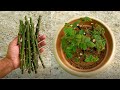 How to propagate rose from cuttings || grow rose from cuttings