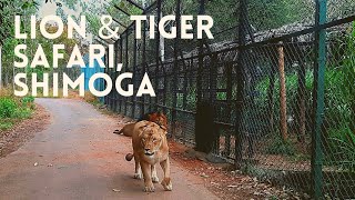 Lion & Tiger Safari, Shimoga #dilsebiharivlogs #liontigersafari #shimoga