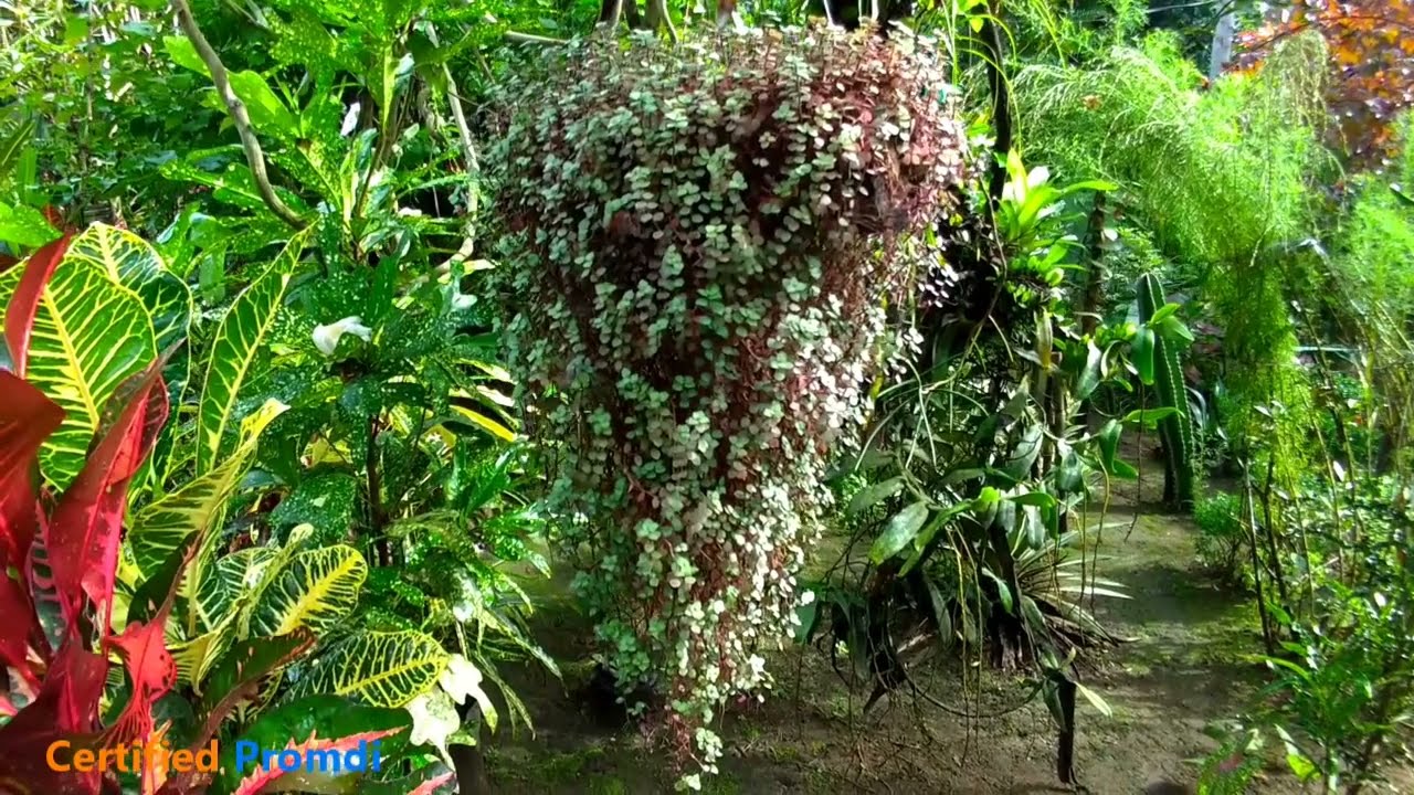 MALA PARAISO NA GARDEN NI PLANTITO NONOY, KULANG NALANG DIWATA