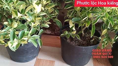 Tắc cẩm Thạch 300k bao ship (23/8/2020). Sđt 0981924599