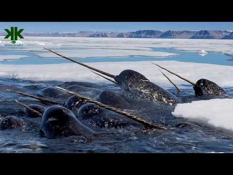 Video: Hayvan deniz gergedanı: açıklama ve fotoğraf