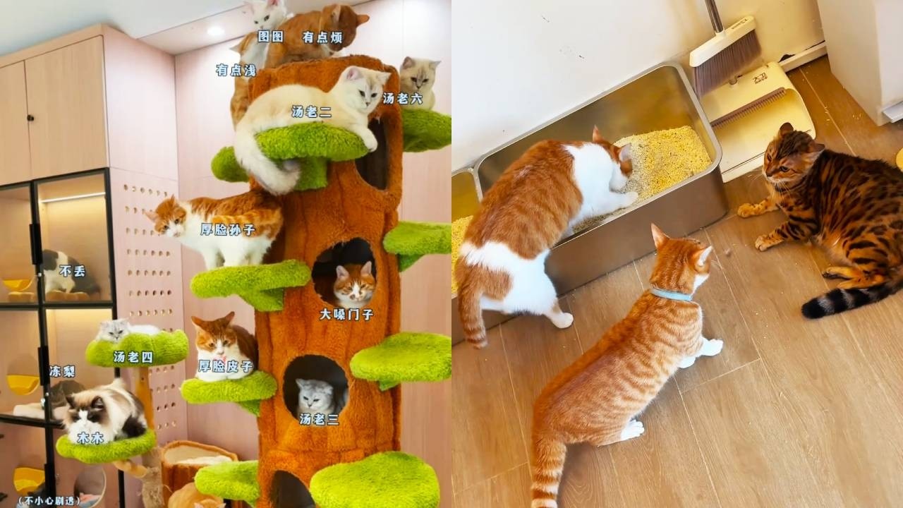 小院的貓這麼愛看熱鬧！當兩隻貓開始吵架，所有貓都過來湊熱鬧#貓咪小院 #貓咪小院的日常 #小鋒小志