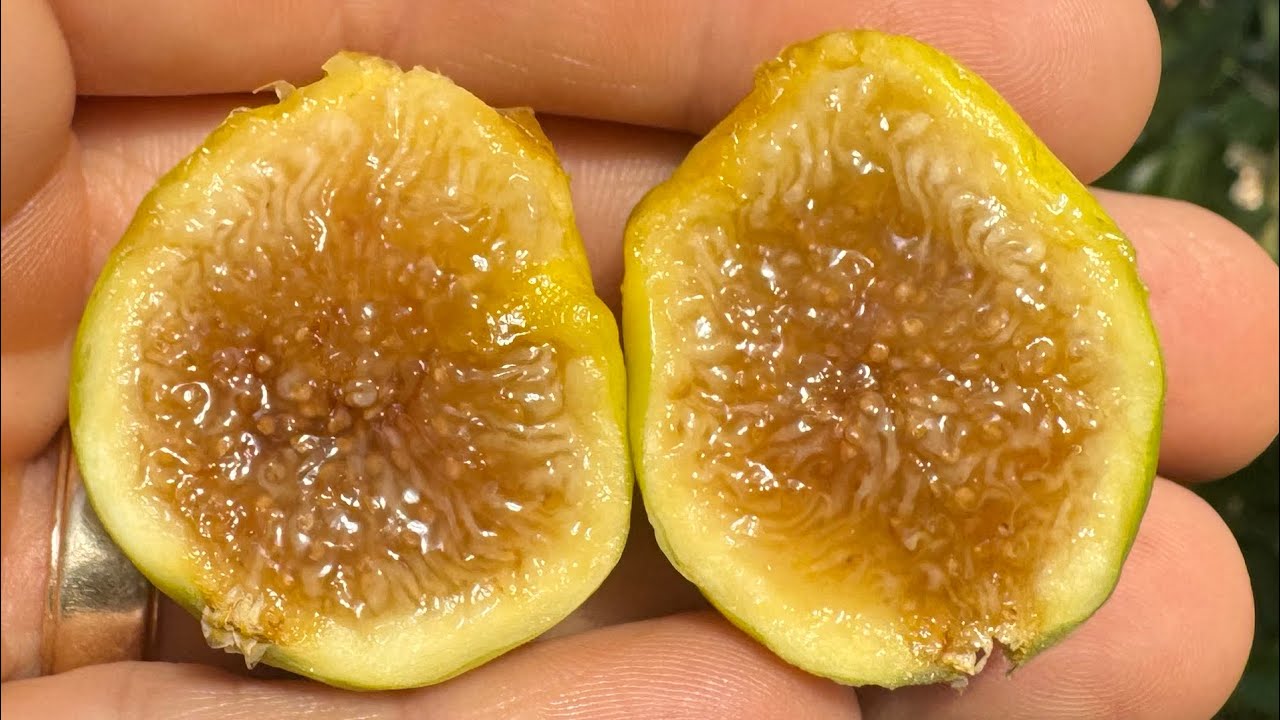 Joualle Ambre(ジュアル アンブル)の特徴・味・耐寒性・栽培 | 世界の
