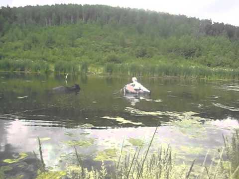 lake floating stone cow drowning