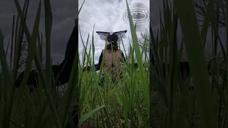 :.Танцую с клещами🥰| #квадробика #therianthropy #therian #therians #quads #quadrobics #квд #рысь