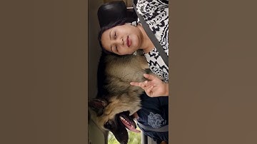 Leo Aur Zeus Ka Travel Time | #shorts #camerababa #gsd #dog