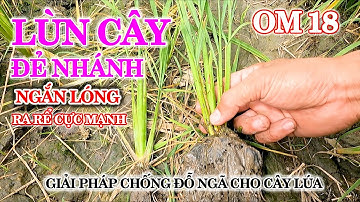 LÙN CÂY LÚA - Giải pháp chống đổ ngã CÂY LÚA ngắn lóng - nở bụi - ra rể cục mạnh | HN ThaiLand