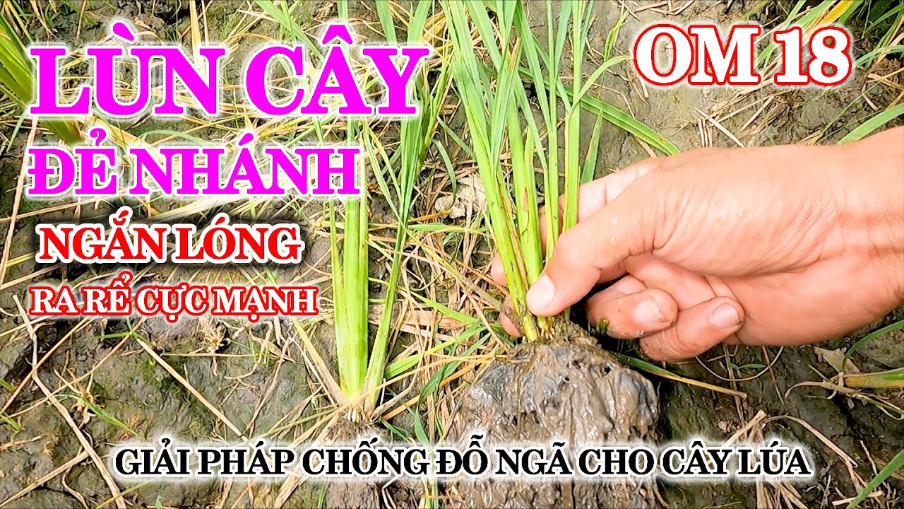LÙN CÂY LÚA - Giải pháp chống đổ ngã CÂY LÚA ngắn lóng - nở bụi - ra rể ...
