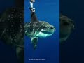 Looks like a head with no body. Weighs 2 tons 🐟😐 #sunfish #deepsea #AI