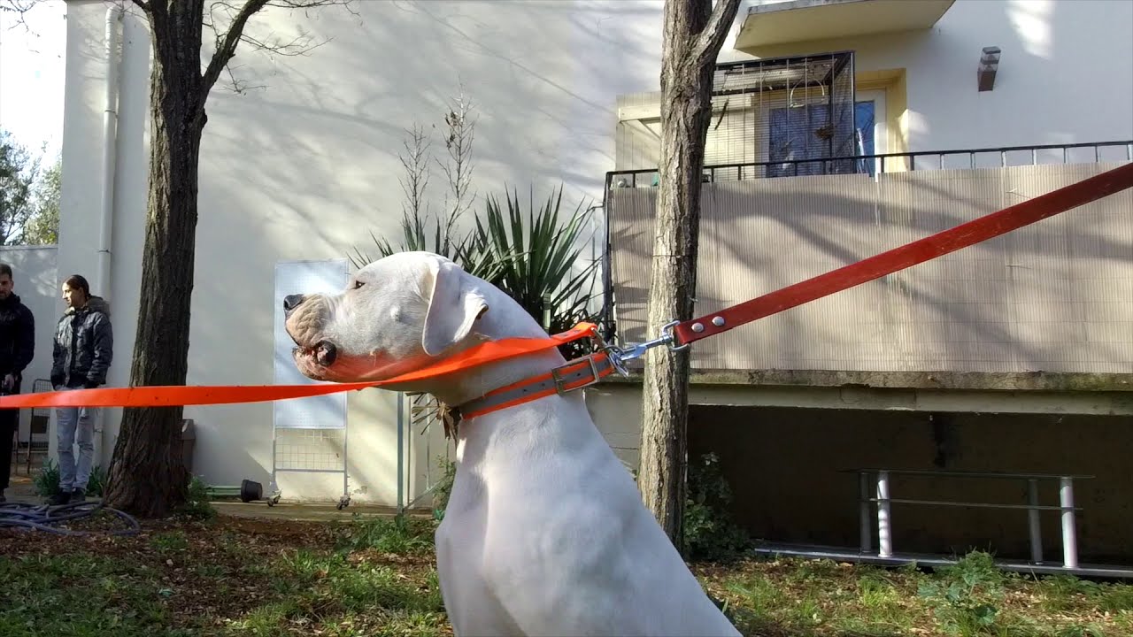 Dogue argentin mordeur