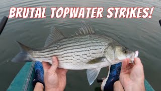 You Dont Want To Be A Shad In This Lake!! (Sunrise Topwater Wiper and White Bass Fishing)