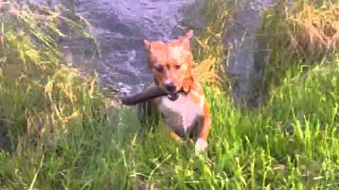 ditka fetching 2