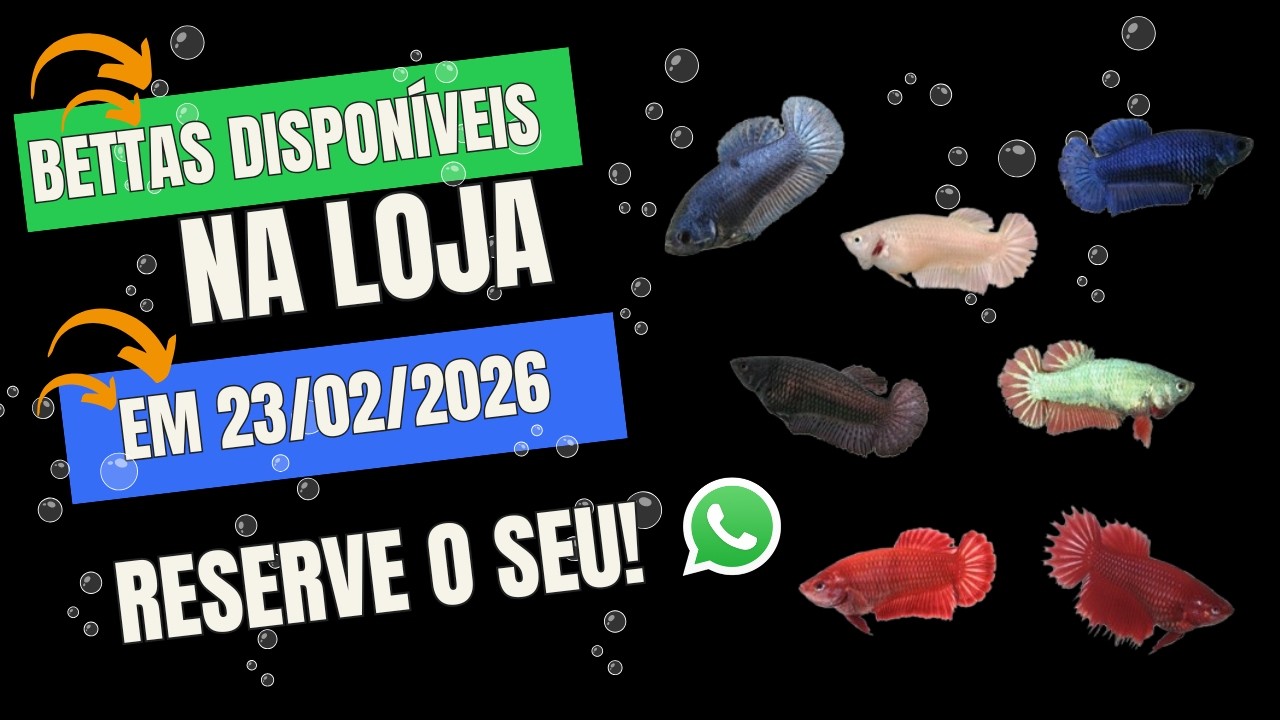 Bettas disponíveis para venda na loja Mundo dos Bettas Rj
