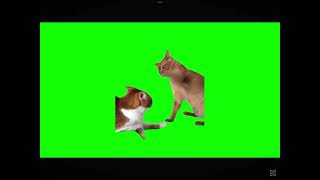 Cat hitting other cat meme