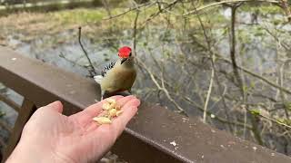 Hand-feeding Birds in Slow Mo - Red-bellied Woodpeckers