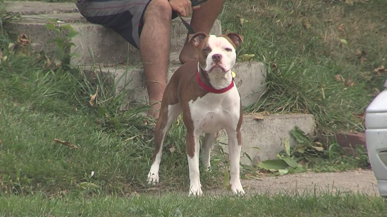 Dog attacks woman YouTube