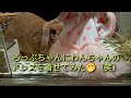 ろっぷちゃんにわんちゃんのドレスを着せてみた(笑)