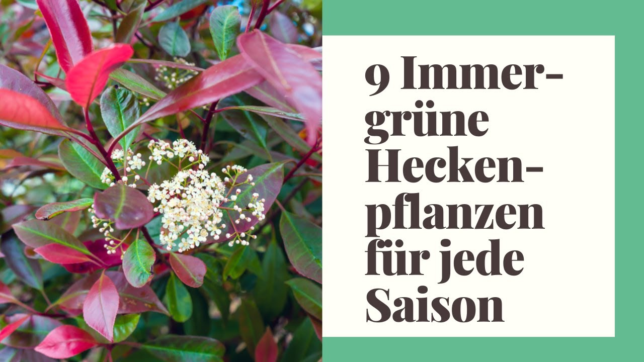 dehner thuja dnger Thuja Dnger flssig - Fr gesunde Thuja Pflanzen!
