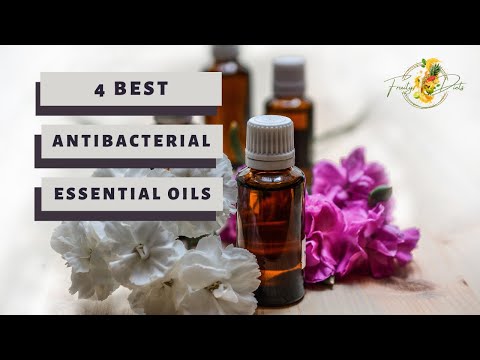 4 Best Antibacterial Essential Oils | How They