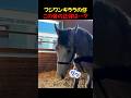 美しすぎるあし毛のお馬さん、まさかのクセが強すぎたw