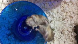 Epic Dwarf Hamster Battle (play fighting, not actually hurting each other)