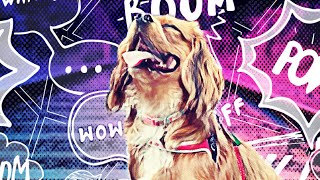 Most Funny Cavalier King Charles Spaniel Funny Reactions Compilation Try Not To Laugh