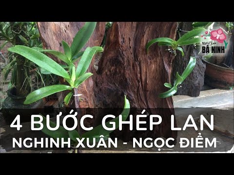 4 bước ghép lan nghinh xuân, ngọc điểm | Foci