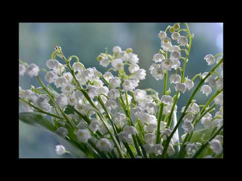 G. Fauré: Romance sans paroles (Romance without words), Op. 17 no. 3