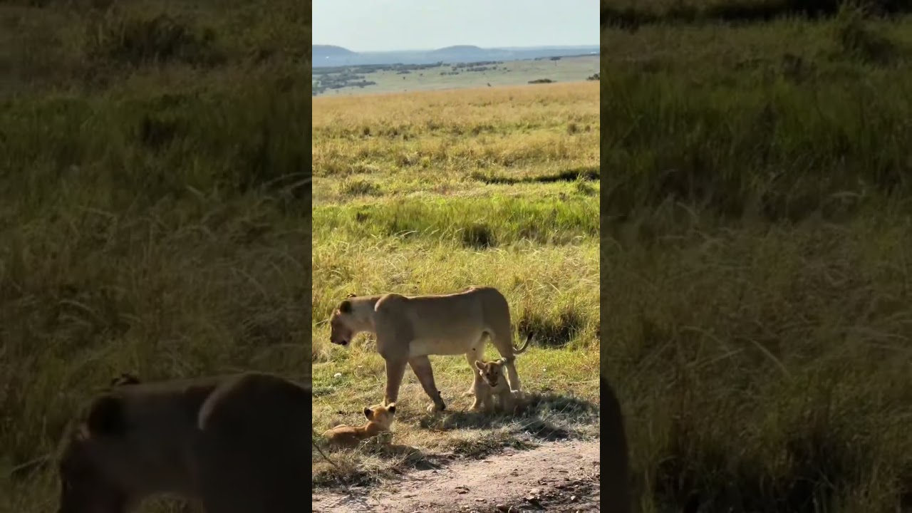 Tiny Cubs, Big Wild Dreams
