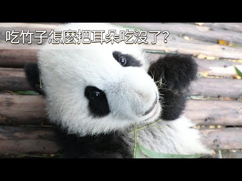 《熊貓早晚安》吃竹子怎麼把耳朵吃沒了？| iPanda