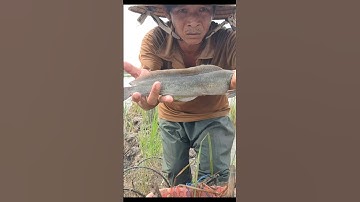 Thăm Lờ Dính Cá Trê Lai Ruộng, Cá Thác Lác Ruộng, Cá Lóc Đồng To Béo #shorts #cátrêlai
