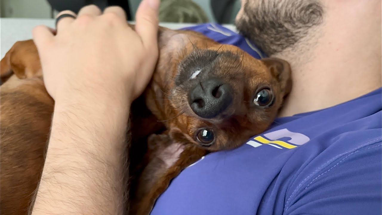 Who needs a dog bed when I have humans?