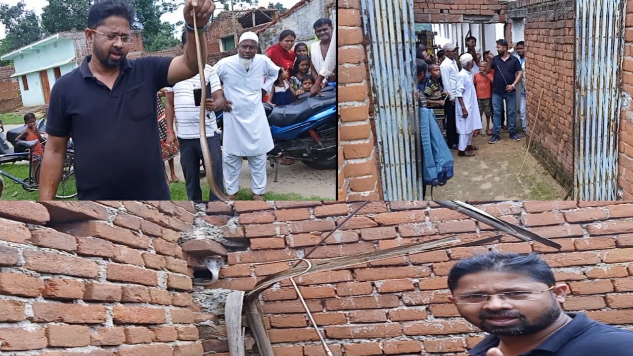cobra rescue litters मस्ज़िद से निकला सबसे ज़हरीला सांप..देखें वीडियो | Rescue Most Venomous Snake From Masjid