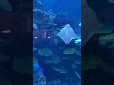 Sting Ray Fish at Dubai Aquarium Dubai Mall | My Tour | #Dubai #travel #shorts