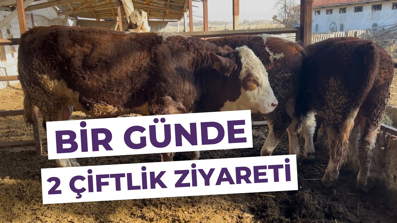 BİR GÜNDE 2 ÇİFTLİK ZİYARETİ 