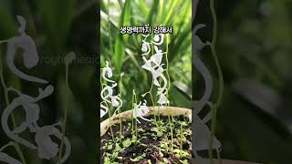 화분에 토끼가 피었어요! 징그러운 파리지옥 대신 예쁘게 벌레 잡는 반전 식물!!