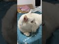 你现在也就是投胎到一个好的年代了#cat #猫 #搞笑猫咪 #宠物